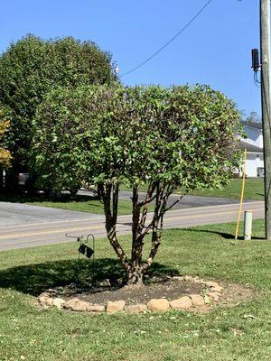 Mom asked for a tuna can shaped tree and got it. I wish I had the before to show, they did a great job.