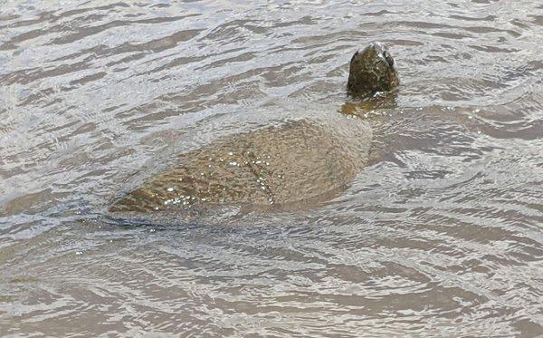 Cousin Maya said we would see sea turtles....we certainly did!!