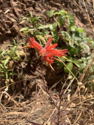 Off Coastal Trail to Kirby Cove ( wildflower series)