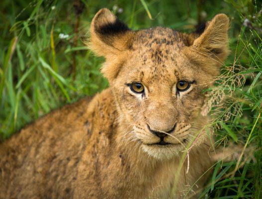 Young cub in the green season