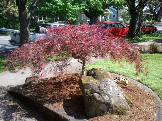 Japanese Maple Tree.