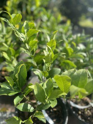 Lemon plant