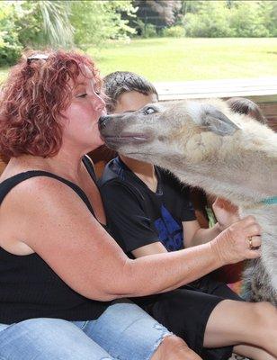 Where else could you be kissed by a hyena?