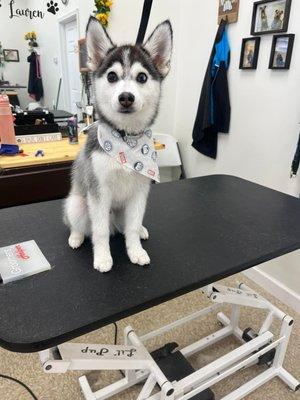 Connect with Best pet grooming Portage service