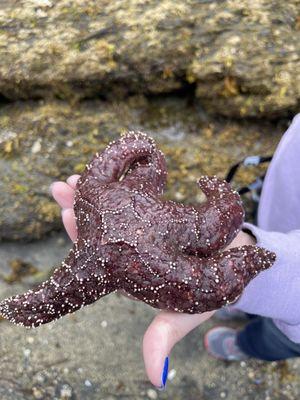 Star fish found in a tide pool.