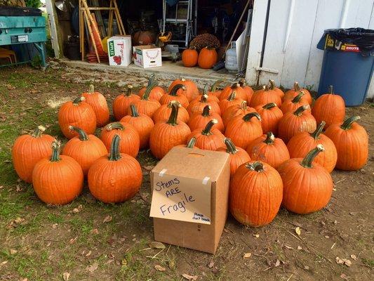 Some pumpkin in front of marketplace.  9/24/2016