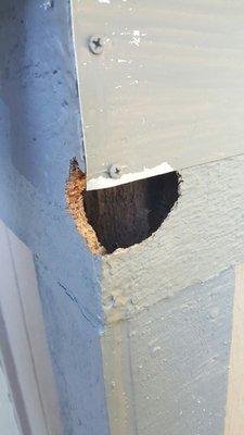 Hole Chewed by Rat