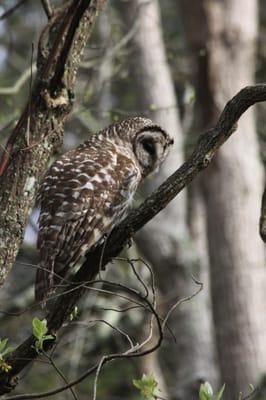 Barred Owls made their nest in our Atlantic Cedar Habitat, Spring of 2013