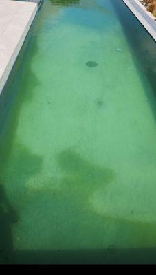 Before picture of custom pool with algae