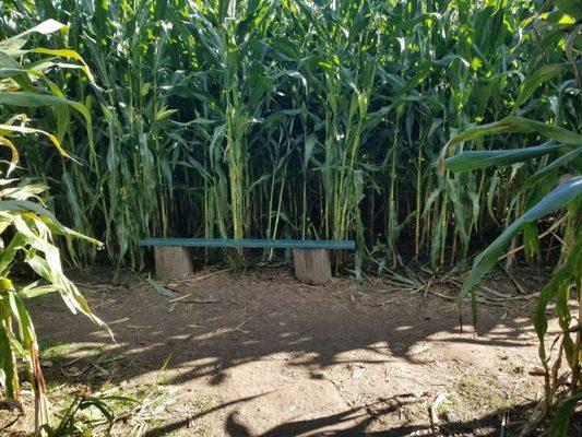 One bench in the (approximate) middle of the maze.