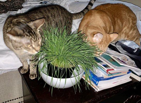 Cats loving the 'Pet Grass' already