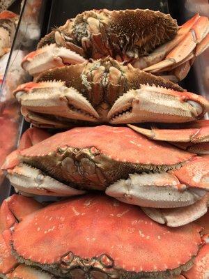 Dungeness crabs for sale.