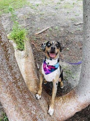 Gypsy our freshly groomed Catahoula