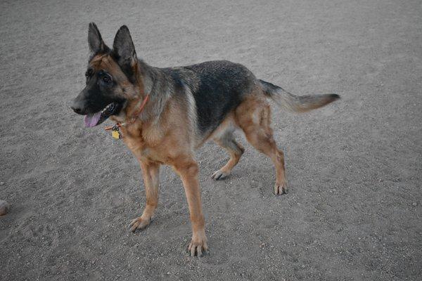 My Shepherd is obsessed with fetch