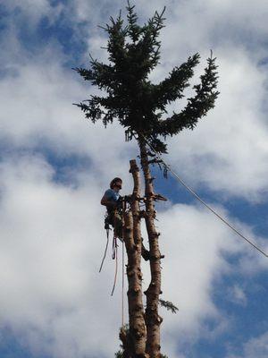 Community Arborist