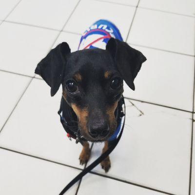 My dog waiting in the waiting room.