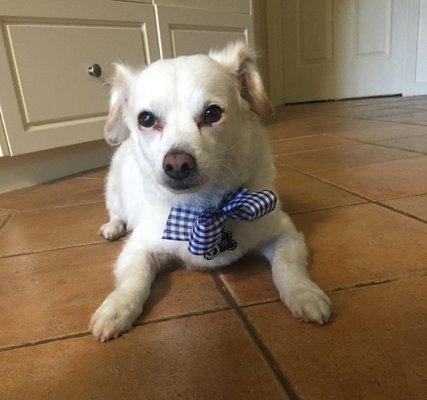 Veto is all done up so handsome.  As usual a perfect spa day for our little guy at Doggie Styles. ♥️