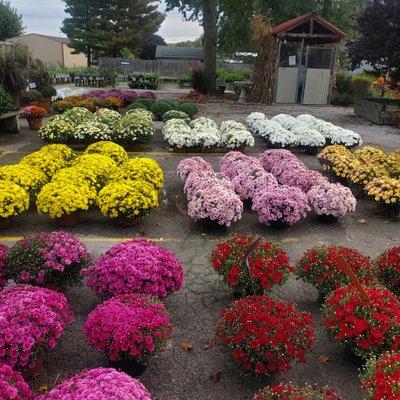 Our beautiful homegrown mums!