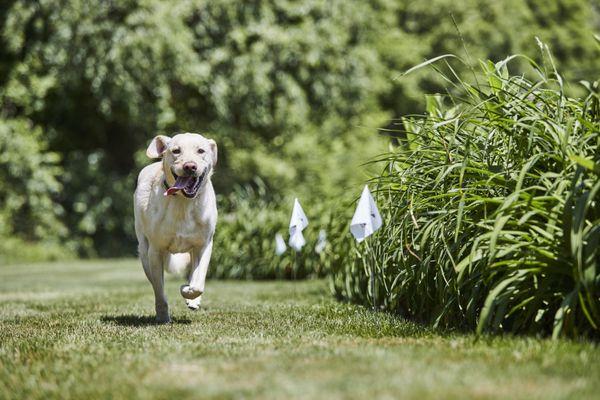 Our Outdoor Hidden Fence creates a secure boundary to keep your pets safely in your yard and away from places you don't want them.