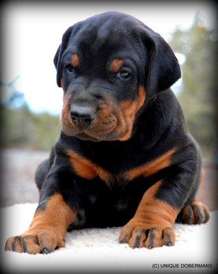 Champion sired working Doberman puppy