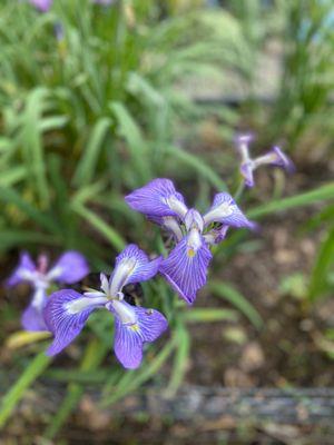 Swan Lake Iris Gardens