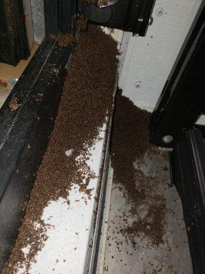 Dont believe me about the pile of DEAD ANTS IN THE COOLER!!  Very last one closest to the bathrooms. I took this picture September 30th 2018