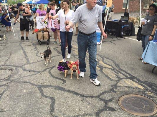 Beacon Barks - Yearly April Parade - all proceeds go to Charity