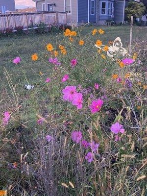 Cosmos in our Walk Through Perennial Garden