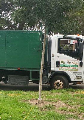 Perea Tree Pruning