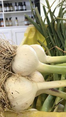 Garlic bulbs fresh out of the ground