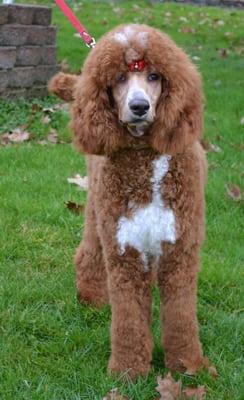 Opel our Red/White Standard Poodle