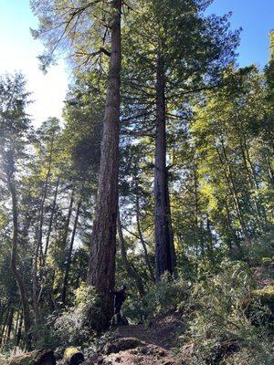 Alfred Loeb State Park