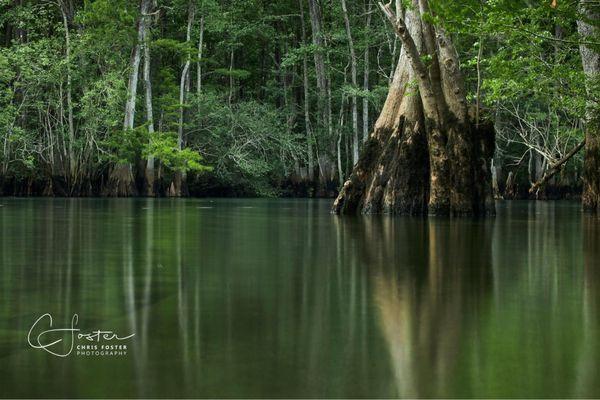 Morrison Springs Cypress