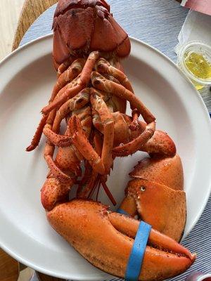 Cooked Lobster