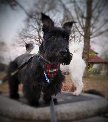 Rose at PetSmart in North Wales gave Argus his best groom ever!