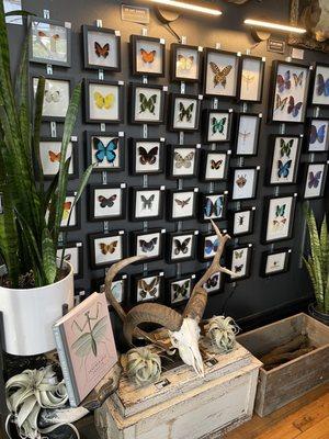 Framed butterflies for sale