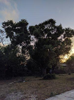 Rotting dangerous tree