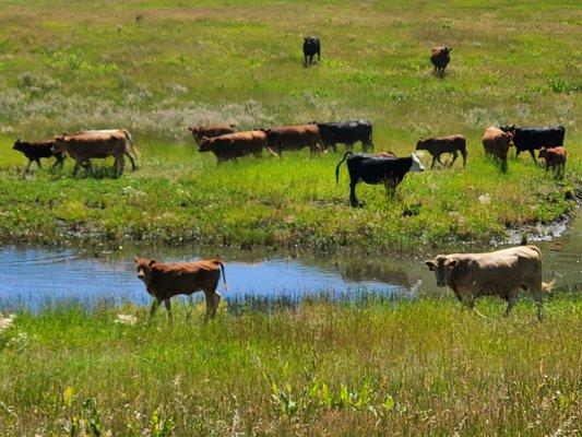 Cattle in the High Country Tours