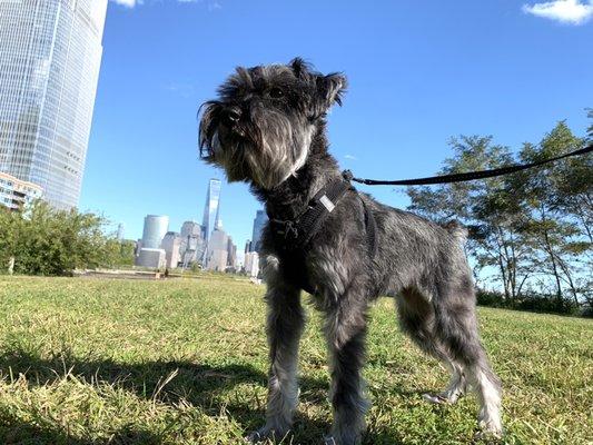 Miss Harper enjoying her Saturday afternoon stroll!