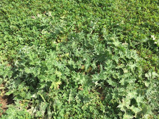 The only bad thing is the sharp weeds are taking over the dog and field area. Don't wear sandals if you plan to play in those areas.