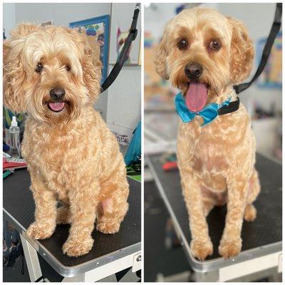 Sammy at the pawsitive salon