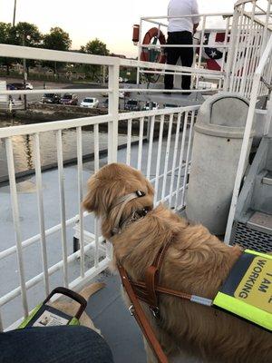 The dogs enjoying the top deck as we are pulling back in to dock