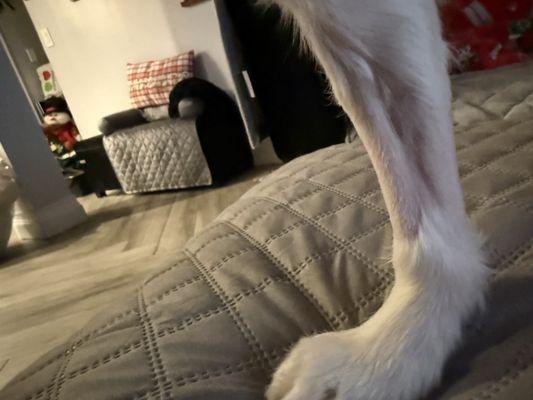 My dogs leg