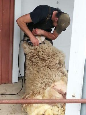 Sheep shearing