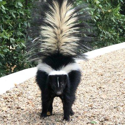 Skunk safely released from a trap.