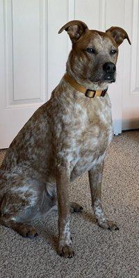 Harley looking all proud after his teeth cleaning.