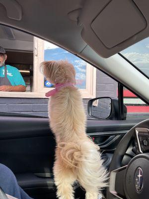 Kuba waiting in her treat. She was given a bacon  8/8/23