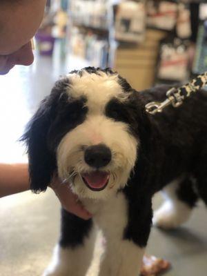 Cheech the puppy learning how to be good for a groom.