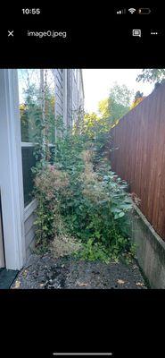 Overgrown backyard area, completely unusable