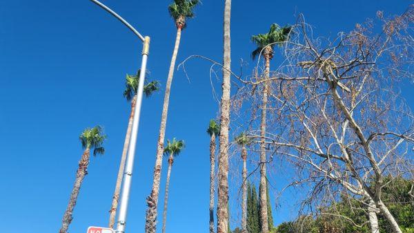 Palm tree trimming